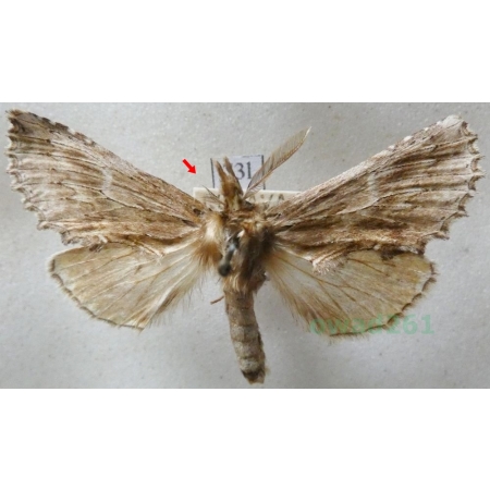 Pterostoma palpina (Clerck, 1759) male Dzióbica głaszczkówka Czech73l